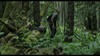 62.0_Aokigahara Forest photoMT
