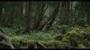 63.0_Aokigahara Forest photoMT