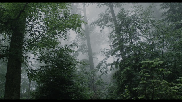 67.0_Aokigahara Forest photoMT